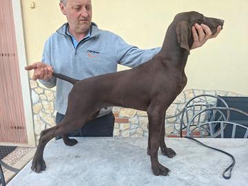 Cane kurzhaar maschio