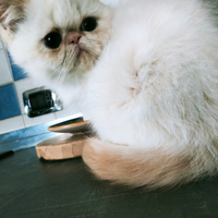 Cucciolo Exotic Shorthair