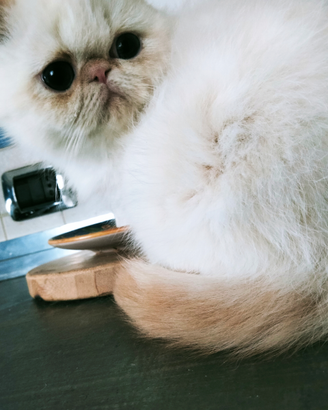 Cucciolo Exotic Shorthair