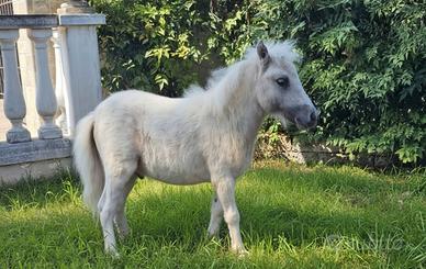 Pony femmina
