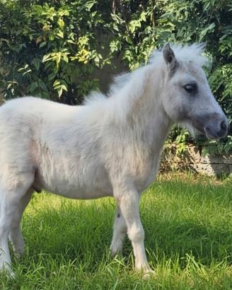 Pony femmina