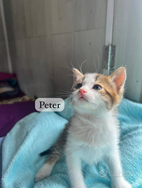 Cucciolo di gatto in adozione