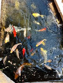 Carpe da laghetto vari colori