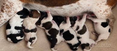 Cuccioli jack russel