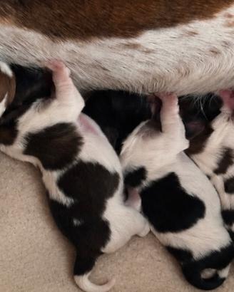 Cuccioli jack russel