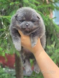 Spitz di Pomerania femmina azzurra tan