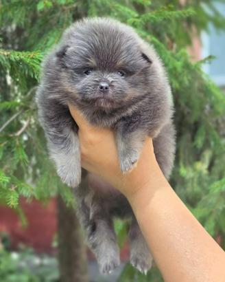 Spitz di Pomerania femmina azzurra tan