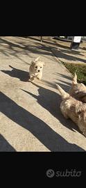 Maltipoo