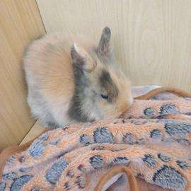 Vendita piccola coniglietta