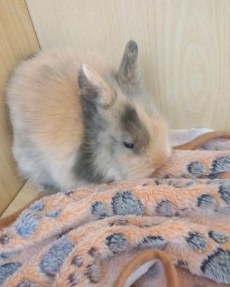 Vendita piccola coniglietta