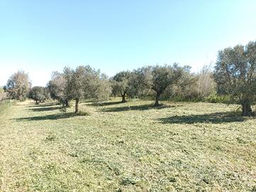 Terreno con ulivi