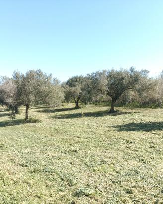 Terreno con ulivi