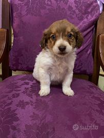 Maltipoo