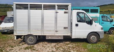 Ducato trasporto animali vivi