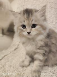 Gattini Scottish Fold e Straight