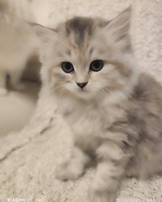 Gattini Scottish Fold e Straight