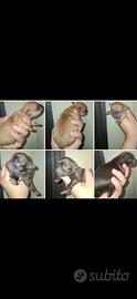 Chihuahua toy gioiosi