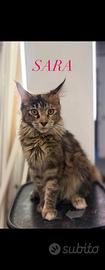 Maine coon gatti
