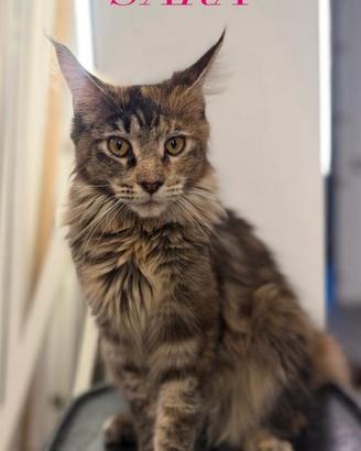 Maine coon gatti