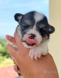 Cuccioli Welsh Corgi Pembroke