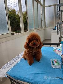 Barboncino per monta