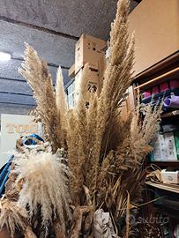 PAMPAS