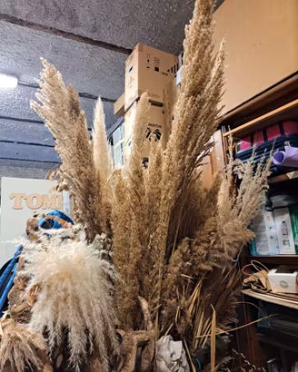 PAMPAS