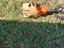 Immagine 2