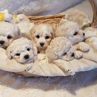 Bichon frisè a poil