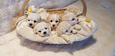 Bichon frisè a poil