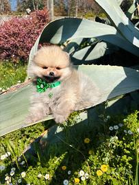 Spitz TOY pomerania 2 mesi Arancio maschio