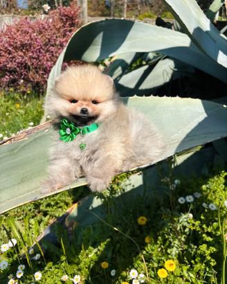 Spitz TOY pomerania 2 mesi Arancio maschio