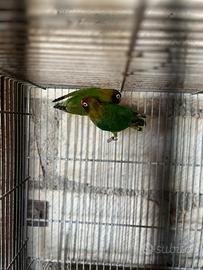 Coppie nigrigenis, con sessaggio