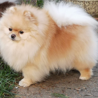 Spitz di Pomerania