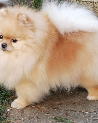 Spitz di Pomerania