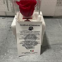 (11) Rosa statica profumata 5cm