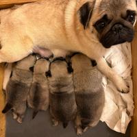 Carlino- cucciolo Allevamento ENCI-FCI