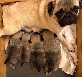 Carlino- cucciolo Allevamento ENCI-FCI