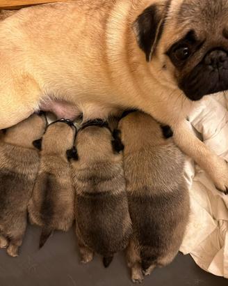Carlino- cucciolo Allevamento ENCI-FCI