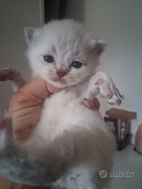 Scottish straight e fold