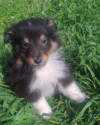 Pastore Scozzese Shetland cucciolo