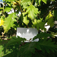 500 semi Solanum Chrysotricum o Torvum