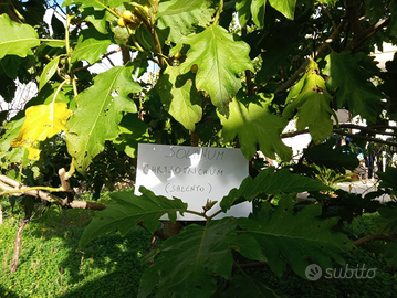 500 semi Solanum Chrysotricum o Torvum