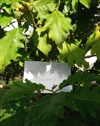 500 semi Solanum Chrysotricum o Torvum