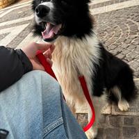 Border collie per monta