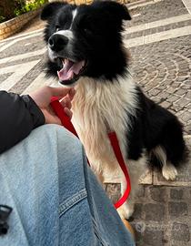 Border collie per monta