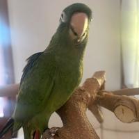 Pappagallo conuri testa blu allevato a mano