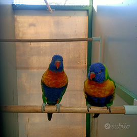 Coppia lory arcobaleno