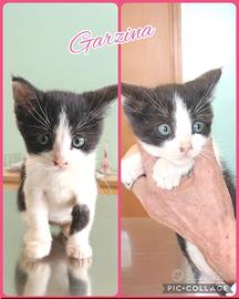 Adotta Garzina