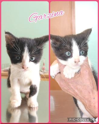 Adotta Garzina